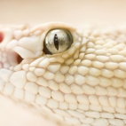 dangerous_snake_1080p_hd-HD