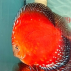 474531314_1176325011002133_5924528927406046249_n