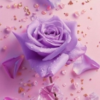 475542671_504716252653444_7095715202165273978_n