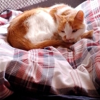 681c11f3cd643c8fd7a18e3de067d7c5_0