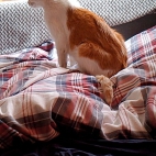 b6c714e1fd67b2dc6f4a8e21e0460ec6_0