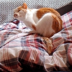 00b12941b6aa9ca28023bc41a75f2e16_0