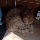 ffae66147db80c13cdf6129fa0d4efd6_0