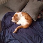 c9b32d035202548c0ed6334b4814b8b0_0