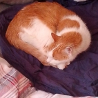 dba1c76882b058ea67ee760efe69dcc3_0