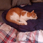 0630996b2afb9c19df0cda0f1866e6c9_0