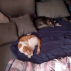 888376f4ba916158c39aba3fcc2a4d80_0