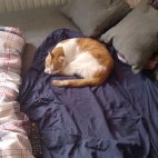 30ead90929021ada2de3a6ca8d21ed30_0