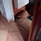 d1c274a21a2340ef98e5e26511155bd9_0