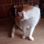 7500e808b9c60525ed4fe9acf0ffc012_0