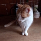 82cdf3b19575fd63fe6dbba27c010b20_0