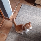 06cb761336de702bfda9d653800a9da6_0