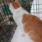 9ff90ea74bdda06b4a6f5ee642c2b817_0