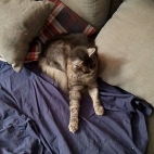 a533c3503011c3ef9e4d8b951558f1e4_0