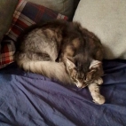 fb3c99917f5dde16b2a0aabc66d06ea1_0