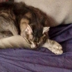 136408d23090fe851481168223b51781_0