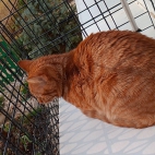 ce05986b338ce8fec8c8ed3ac01f3fcc_0