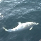 albinos delfin