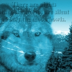 silent wolf :)