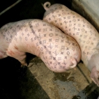 świński tatuaż