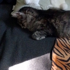 7a9a9e6d8cf219d06a9103fba1cabfaa_0