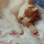 20c9db6688dcf6d0748095768d07511e_0