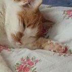 1a297be868161e3adc954fc133b59649_0