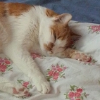 3bbb2efef249c7975e199891652f5400_0