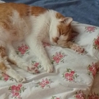 ea880571ef2be78fd84c5797d34f255b_0