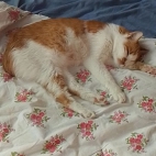 86f102e333f0e745c6779240f0b22a95_0