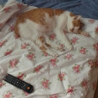 2dc819ec74d89f5116f7b46d9610790c_0