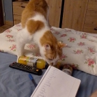 4ad4b1290ac8a3014af37c8f780ae89e_0