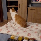 3e512ba7b310169bfd2b109013c0e4c1_0