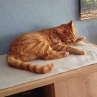 aee20402e261961654b48ee1bc146cee_0_070257