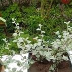 a9b504eeb2045eb8f0c206be34a7d56b_0_070253