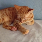 d05378e891e4d4e554cfb2736c4c811b_0_070249