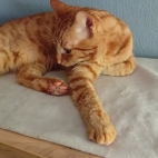 8905ddb184edc2ab50ca86a23d41c94c_0_070248