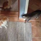 8cdd1a2894f7a338daad7c20ea5801ca_0_070247