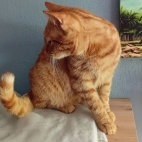 721ee09450ed5bb8c4d3c3c167c6a0b5_0_070244