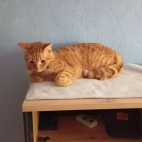 12560bec9f91ba546e114ffb5bad3ec9_0_070239