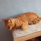 db6719cf6715155a2b8d70edd6662bc9_0_070238