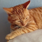 8b6323d6a71a2b4a6bf9d43466638db4_0_070234