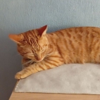 adf49997a82df54aac3b2228507dc27a_0_070233