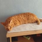 a2cc4844ad393da092d74fe5a6864f98_0_070232