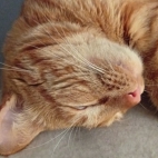 _data_user_0_video.like_files_effectone_cache_vesdk_1747555490324_eo_1747555496335.png_070230