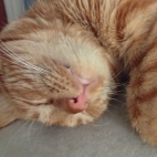 _data_user_0_video.like_files_effectone_cache_vesdk_1747555490324_eo_1747555500535.png_070228