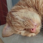 _data_user_0_video.like_files_effectone_cache_vesdk_1747555490324_eo_1747555502865.png_070225