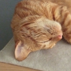 _data_user_0_video.like_files_effectone_cache_vesdk_1747555490324_eo_1747555507099.png_070223