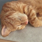 _data_user_0_video.like_files_effectone_cache_vesdk_1747555490324_eo_1747555509430.png_070220