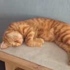 _data_user_0_video.like_files_effectone_cache_vesdk_1747555490324_eo_1747555517806.png_070215